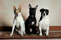 Fitzsimmons - Dog Portraits