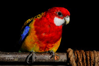 Paulus the Parrot
